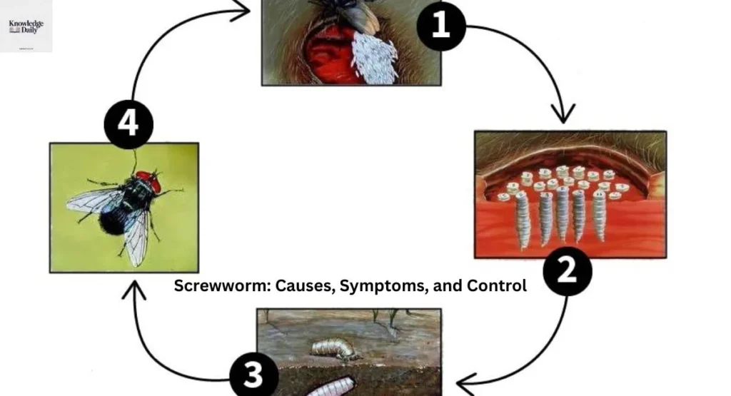 Screwworm