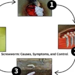 Screwworm